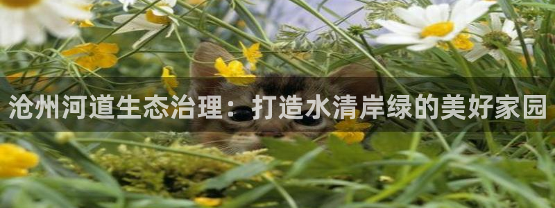 天生赢家K8|沧州河道生态治理：打造水清